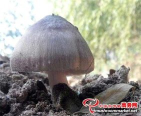江苏铜山树林深处发现野生草菇