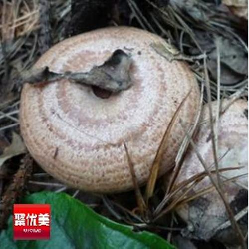 大别山野菌珍馐 茅草菇、三九菇、松乳菇、雁来蕈、毛草菇混装500g，品味山林至鲜